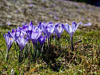 Krokusy w dolinie Kościeliskeij